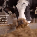 An image of a cow with the words "Each cow consumes an average of 45kg of feed and between 100 and 150 L of water per day."