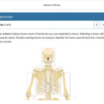 An example of course materials on the names of bones.