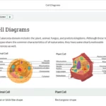 An example of course materials on cell diagrams.