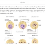 An example of course materials on phases of cell reproduction.