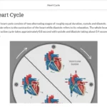 An example of course materials on the heart cycle.