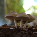 Mushrooms on the forest floor.